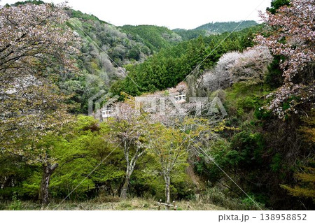 世界遺産「紀伊山地の霊場と参道」吉野山の桜 138958852