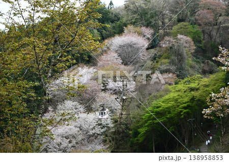 世界遺産「紀伊山地の霊場と参道」吉野山の桜 138958853