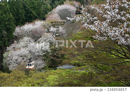 世界遺産「紀伊山地の霊場と参道」吉野山の桜 世界遺産「紀伊山地の霊場と参道」吉野山の桜 138958857