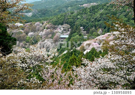 世界遺産「紀伊山地の霊場と参道」吉野山の桜 138958893