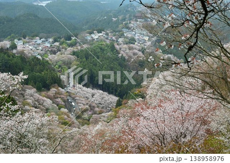 世界遺産「紀伊山地の霊場と参道」吉野山の桜 138958976