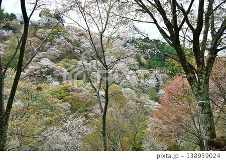 世界遺産「紀伊山地の霊場と参道」吉野山の桜 138959024