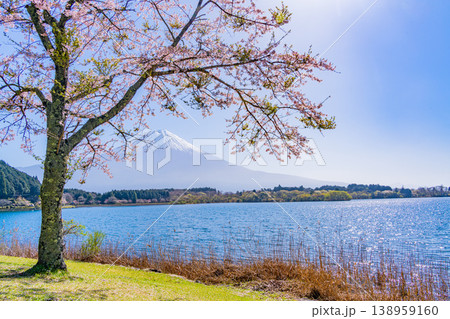 （静岡県）桜咲く田貫湖畔、逆光で眩しい富士 138959160