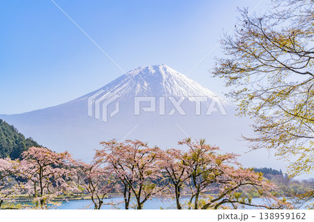(静岡県)桜咲く田貫湖畔、逆光で眩しい富士 (静岡県)桜咲く田貫湖畔、逆光で眩しい富士 138959162