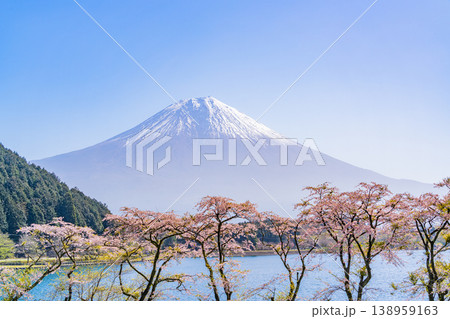 （静岡県）桜咲く田貫湖畔、逆光で眩しい富士 138959163