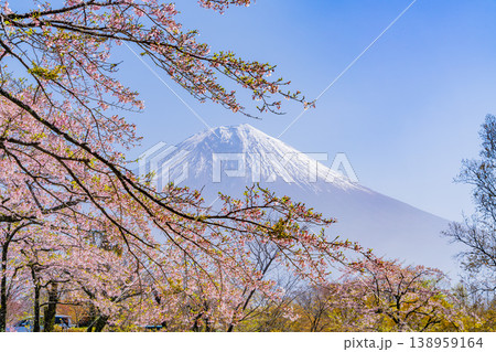 （静岡県）桜咲く田貫湖畔、逆光で眩しい富士 138959164
