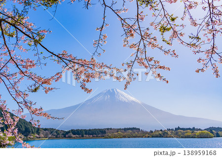 (静岡県)桜咲く田貫湖畔、逆光で眩しい富士 (静岡県)桜咲く田貫湖畔、逆光で眩しい富士 138959168