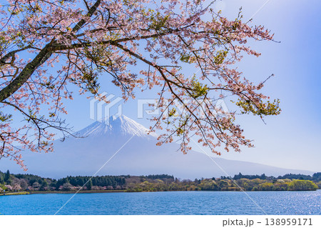 (静岡県)桜咲く田貫湖畔、逆光で眩しい富士 (静岡県)桜咲く田貫湖畔、逆光で眩しい富士 138959171