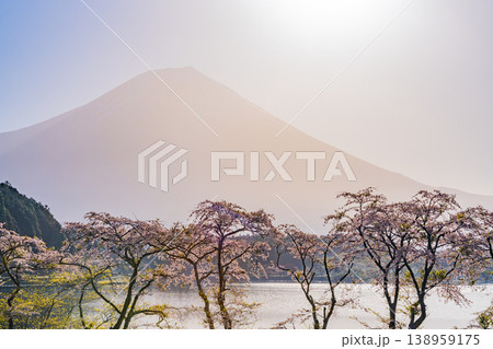 （静岡県）桜咲く田貫湖畔、逆光で眩しい富士 138959175