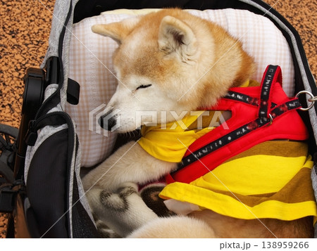老犬のポートレート 138959266