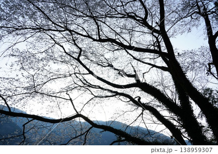 早朝の空に広がる山桜の花 138959307