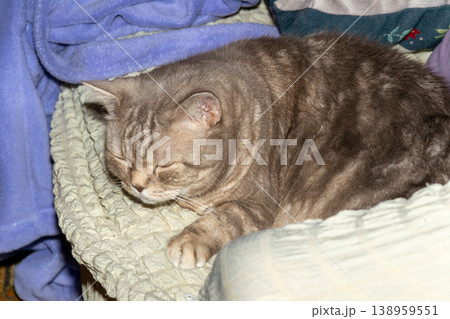 Sleeping Tabby Cat Curled Up On A Cozy Blanket Taking A Peaceful Nap At Home Sleeping Tabby Cat Curled Up On A Cozy Blanket Taking A Peaceful Nap At Home 138959551