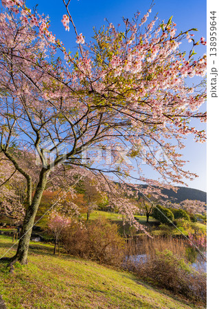 （静岡県）桜咲く田貫湖畔 138959644