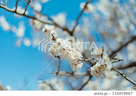 Sakura cherry blossoms 138959667