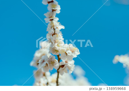 Sakura cherry blossoms 138959668