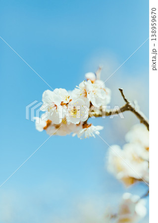 Sakura cherry blossoms 138959670