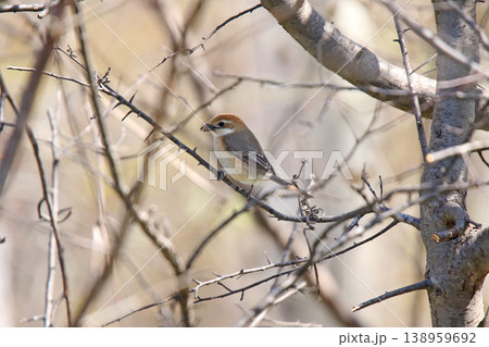 モズ 百舌鳥 ♀ Lanius bucephalus 北海道の野鳥 モズ 百舌鳥 ♀ Lanius bucephalus 北海道の野鳥 138959692