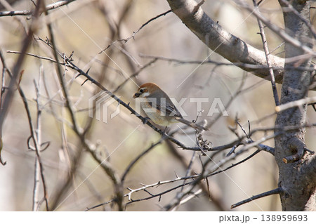 モズ　百舌鳥　♀　Lanius bucephalus　北海道の野鳥 138959693
