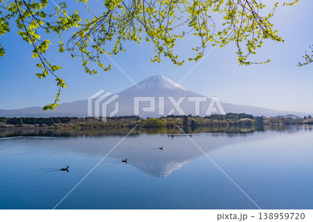 （静岡県）逆さ富士が映る静かな湖面で戯れる水鳥と富士山 138959720