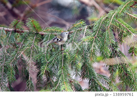 キクイタダキ　菊戴　鶎　Regulus regulus　北海道の野鳥 138959761