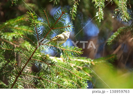 キクイタダキ　菊戴　鶎　Regulus regulus　北海道の野鳥 138959763
