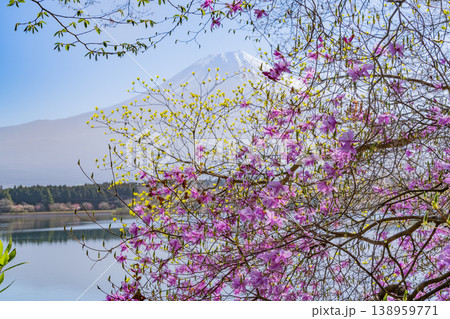 （静岡県）田貫湖畔に咲くムラサキツツジと富士山 138959771