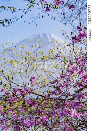 （静岡県）田貫湖畔に咲くムラサキツツジと富士山 138959772