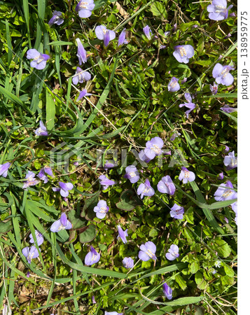 沢山のムラサキサギゴケの花々の写真 2 沢山のムラサキサギゴケの花々の写真 2 138959775