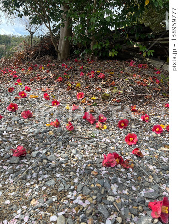 砂利道を彩る赤椿の花々 2 砂利道を彩る赤椿の花々 2 138959777