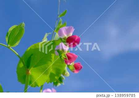 絹さやの花 138959785
