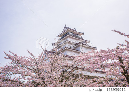 鶴ヶ城(若松城)と満開の桜 日本さくら名所100選 日本100名城 鶴ヶ城(若松城)と満開の桜 日本さくら名所100選 日本100名城 138959911