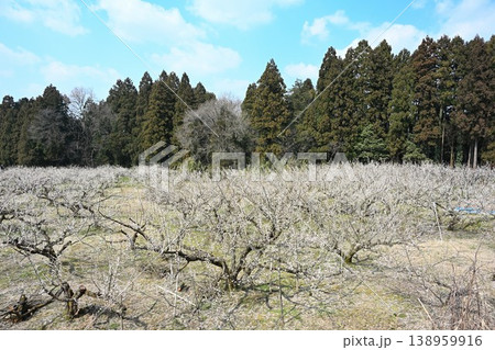 満開の梅の木が並ぶ田上梅林公園（新潟県田上町） 138959916
