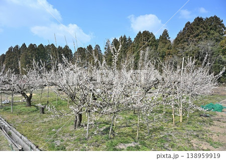 満開の梅の木が並ぶ田上梅林公園（新潟県田上町） 138959919
