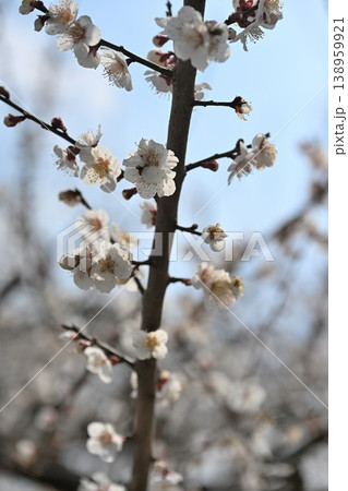 満開の梅の木が並ぶ田上梅林公園（新潟県田上町） 138959921