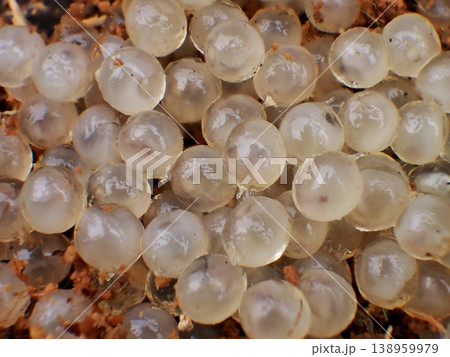 ナメクジの卵 138959979