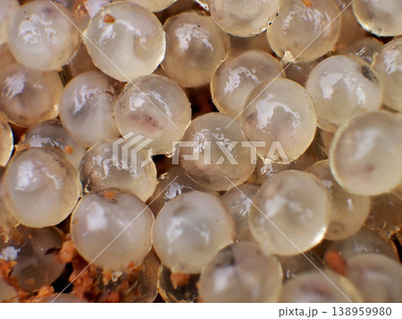 ナメクジの卵 138959980