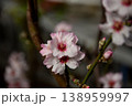 アーモンドの花 138959997