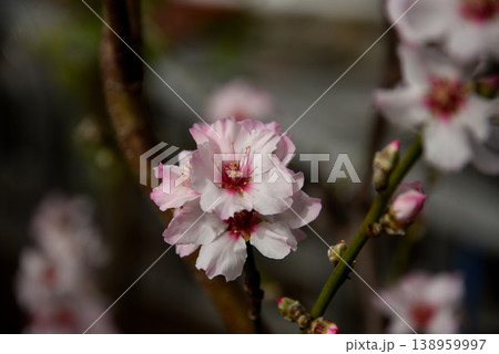 アーモンドの花 138959997