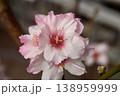 アーモンドの花 138959999