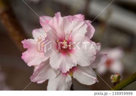 アーモンドの花 138959999
