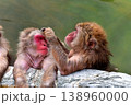 温泉猿 138960000