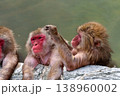 温泉猿 138960002