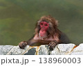 温泉猿 138960003