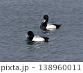 キンクロハジロ 138960011