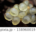 ナメクジの卵 138960019