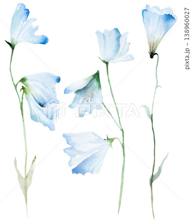 Watercolor hand drawn light blue bellflowers isolated illustration, floral wedding stationery 138960027