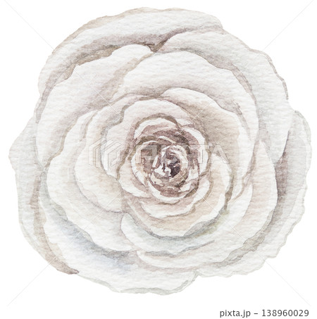 Watercolor ivory rose flower, isolated illustration, floral wedding and greeting element Watercolor ivory rose flower, isolated illustration, floral wedding and greeting element 138960029