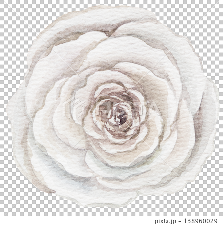 Watercolor ivory rose flower, isolated illustration, floral wedding and greeting element Watercolor ivory rose flower, isolated illustration, floral wedding and greeting element 138960029