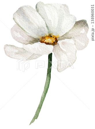 Watercolor cream wildflower, isolated illustration, romantic floral wedding stationery element 138960031