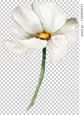 Watercolor cream wildflower, isolated illustration, romantic floral wedding stationery element 138960031